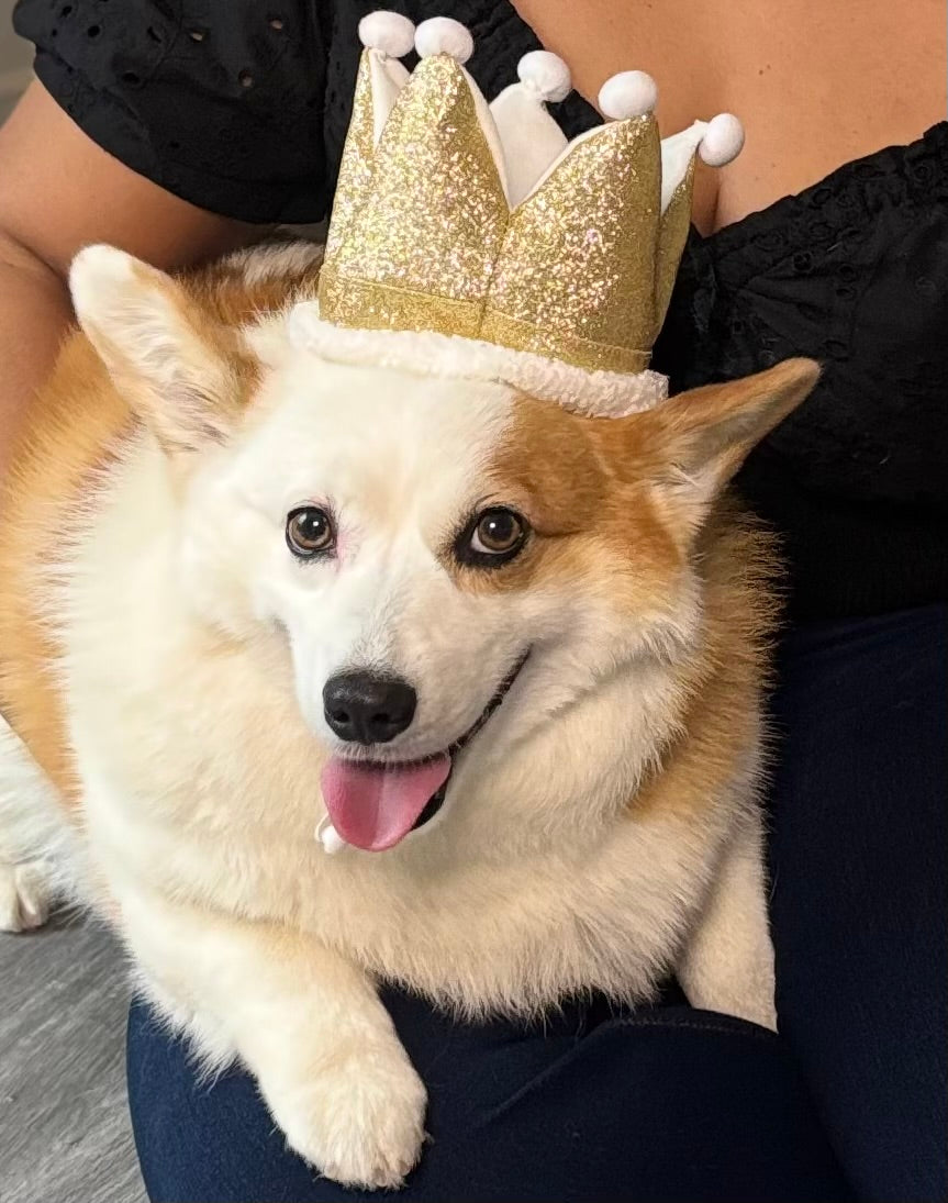 Rory, CEO of Corgitude Sticker
