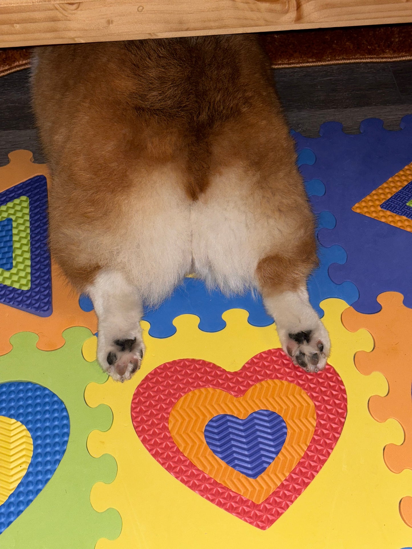 Holy Sploots ~ Throw Blanket