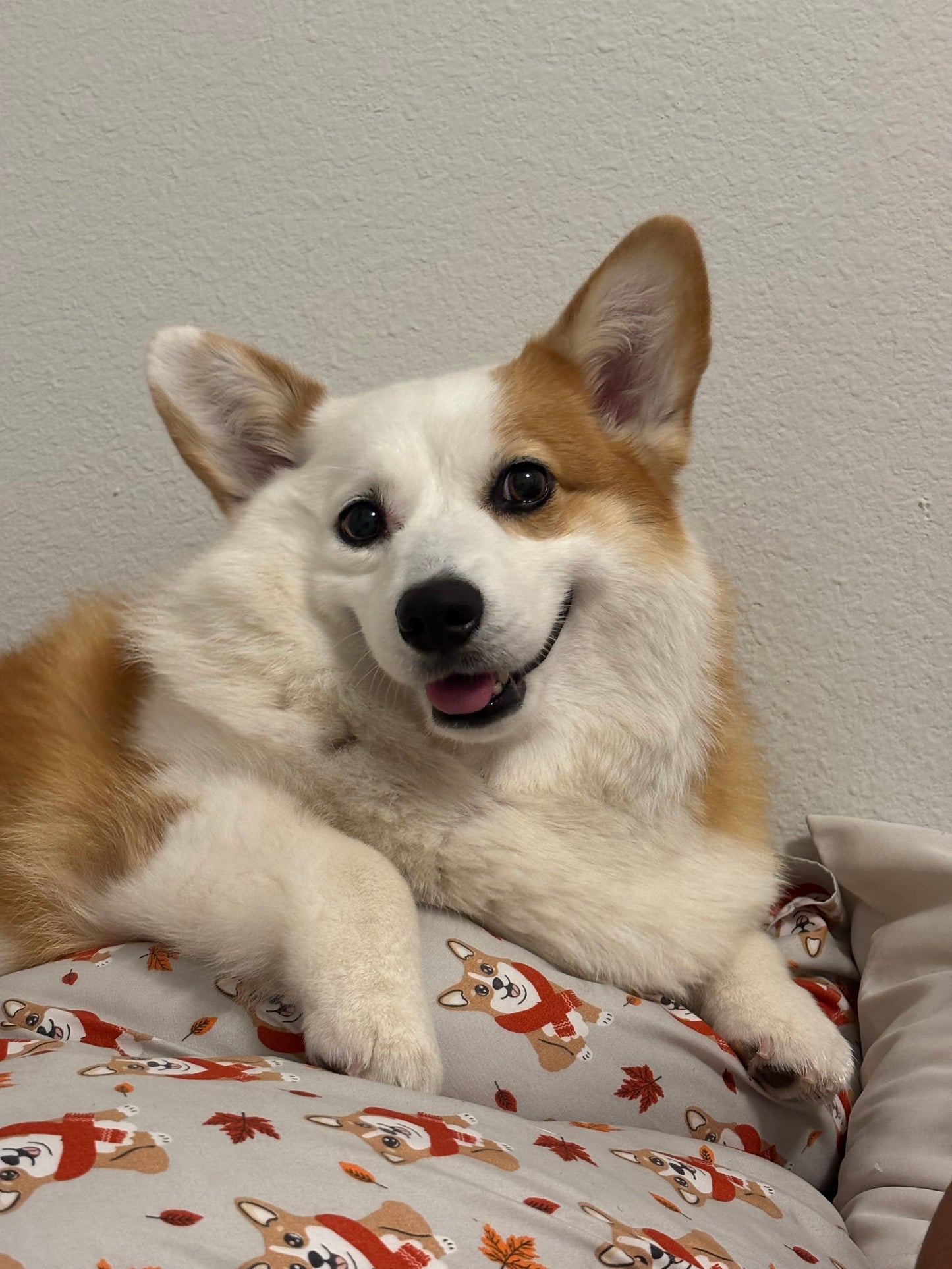 Rory, CEO of Corgitude Sticker